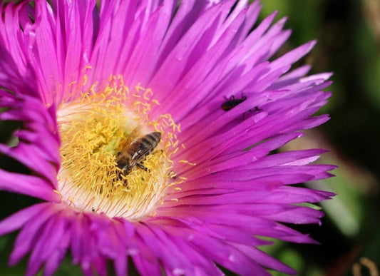 A Philosophy Of Bee, Bird & Wasp Pollination On The Zambezi